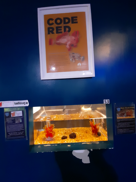 Red Handfish Tank