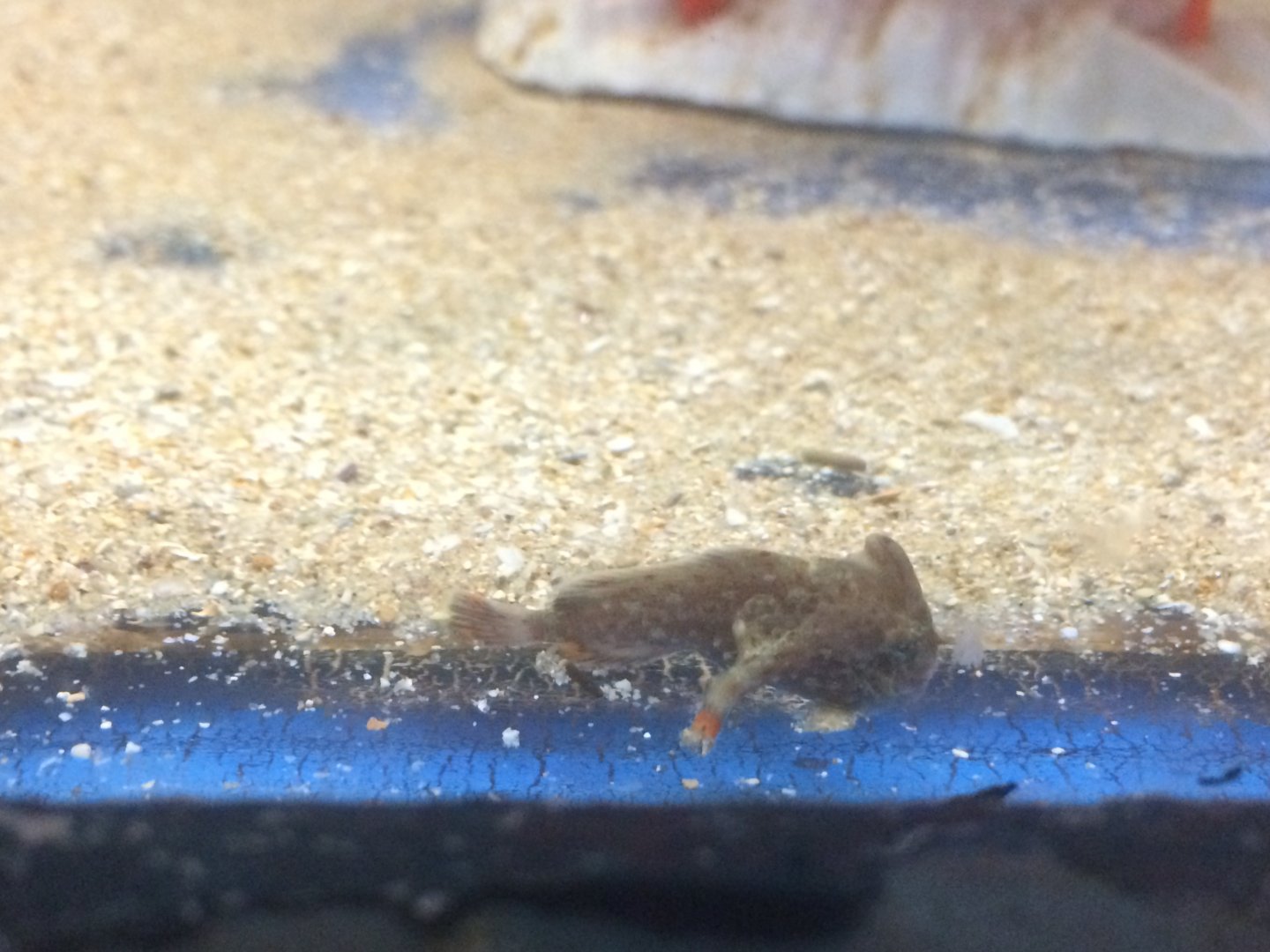 Red Handfish (Thymichthys politus)