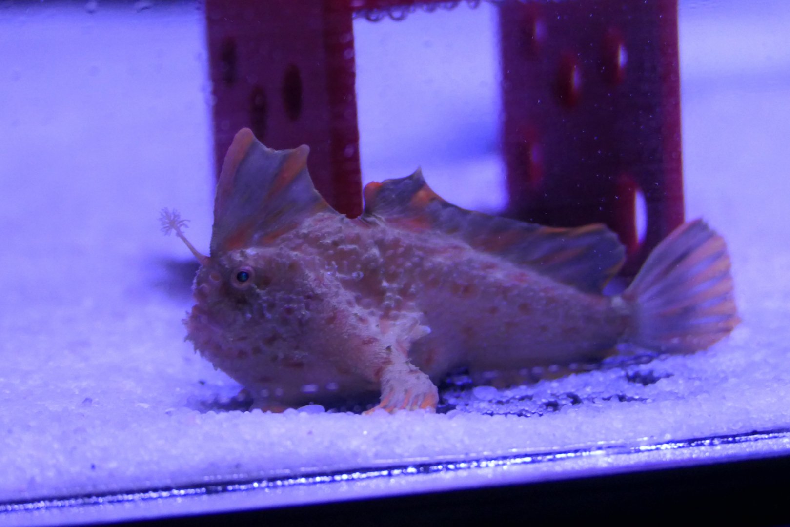 Red Handfish (Thymichthys politus)