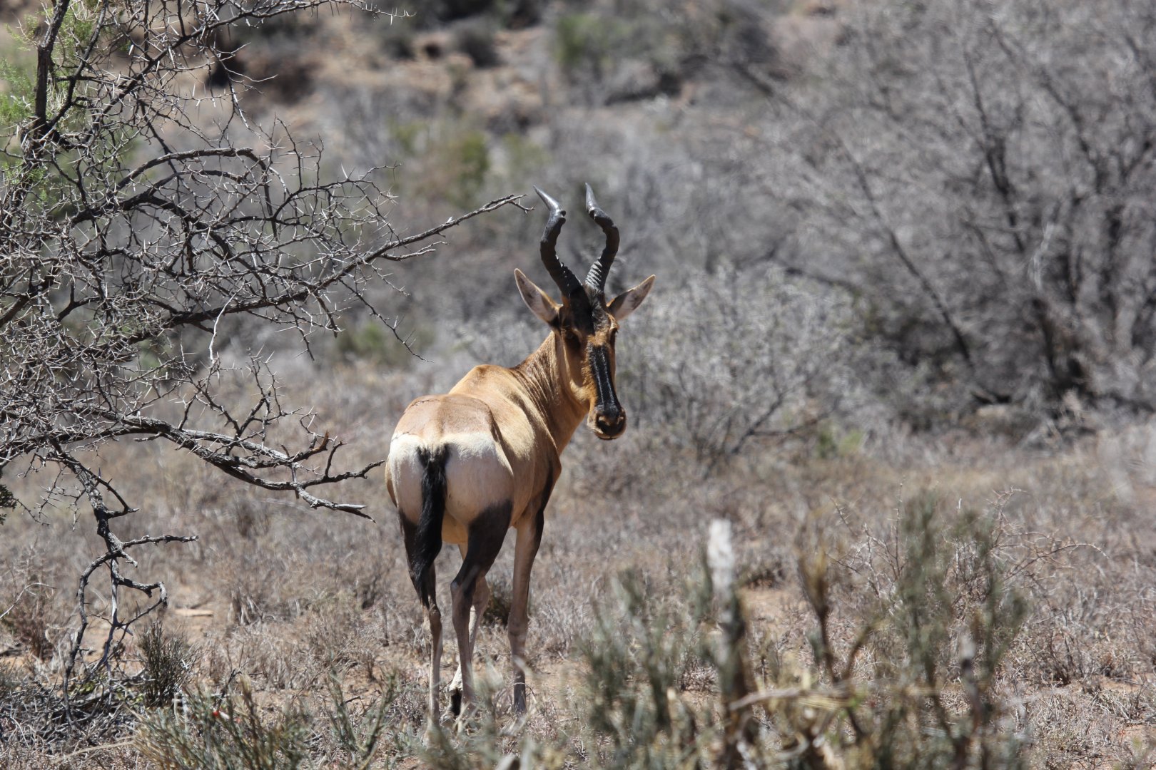 red hartebeest (Alcelaphus buselaphus caama)