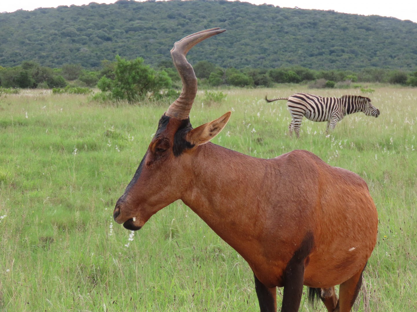 Red hartebeest (Alcelaphus buselaphus)