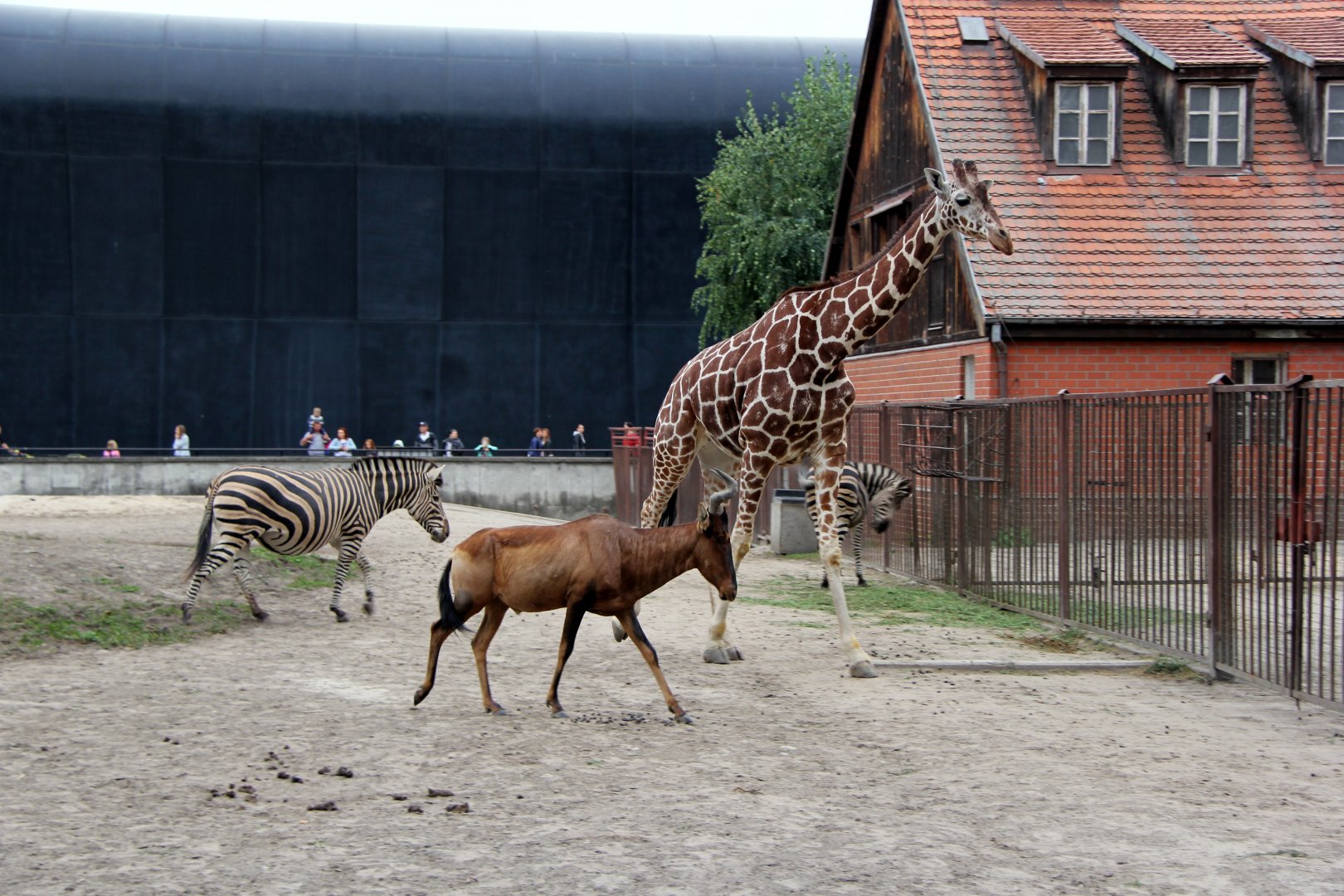 red hartebeest (Alcelaphus caama) with giraffe & zebra