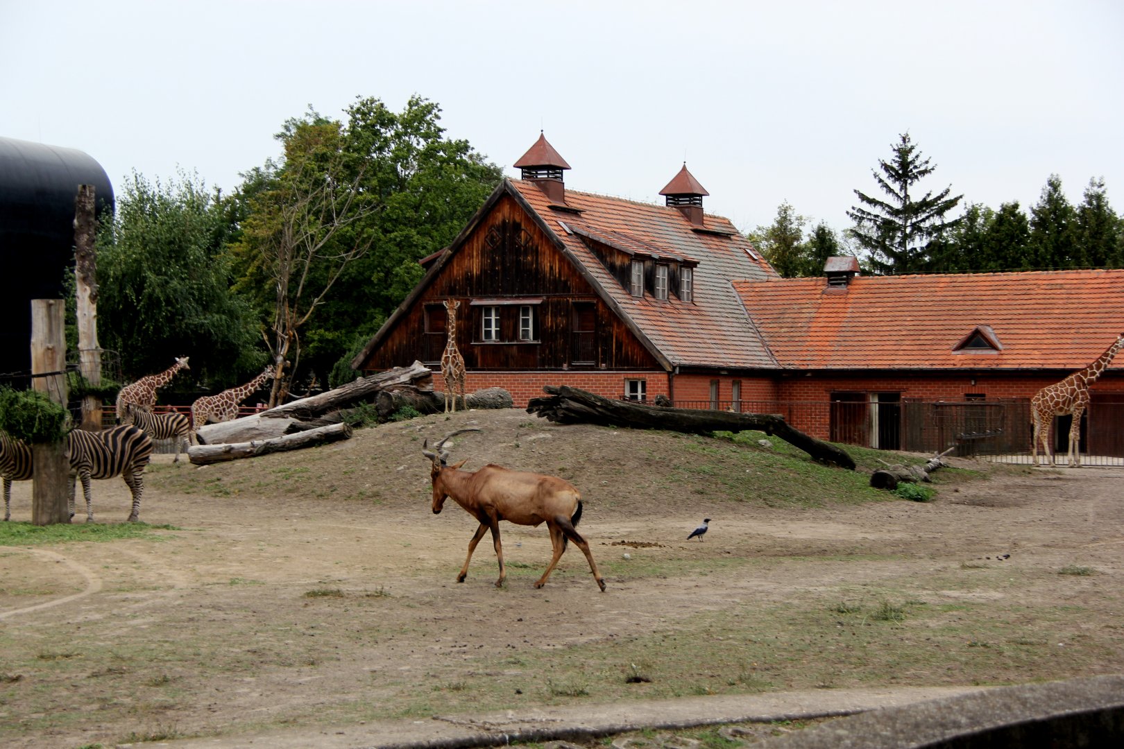 red hartebeest (Alcelaphus caama)