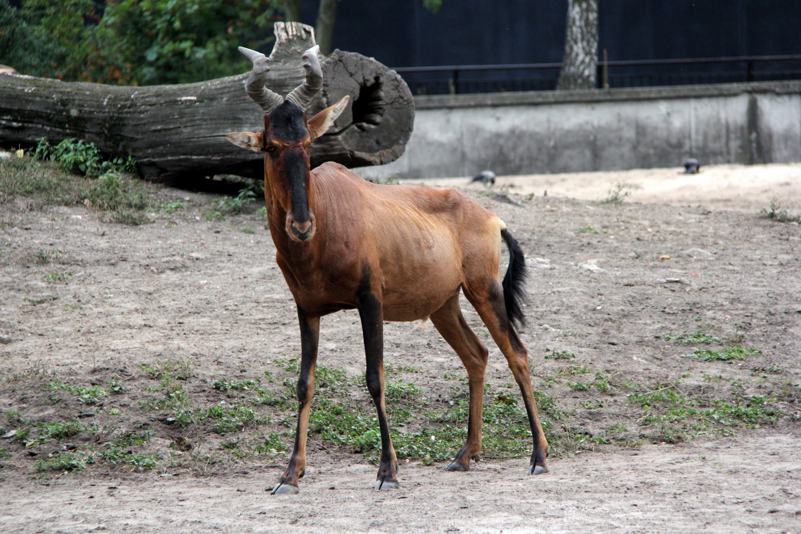 red hartebeest (Alcelaphus caama)