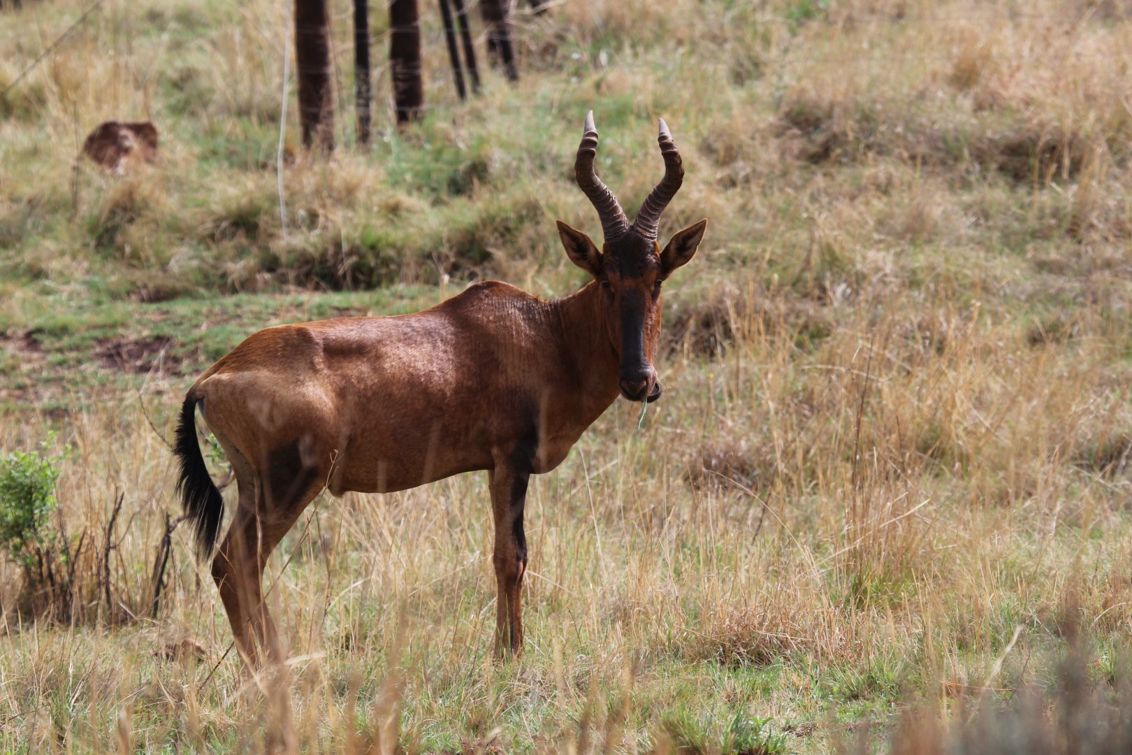 red hartebeest (Alcelaphus caama)