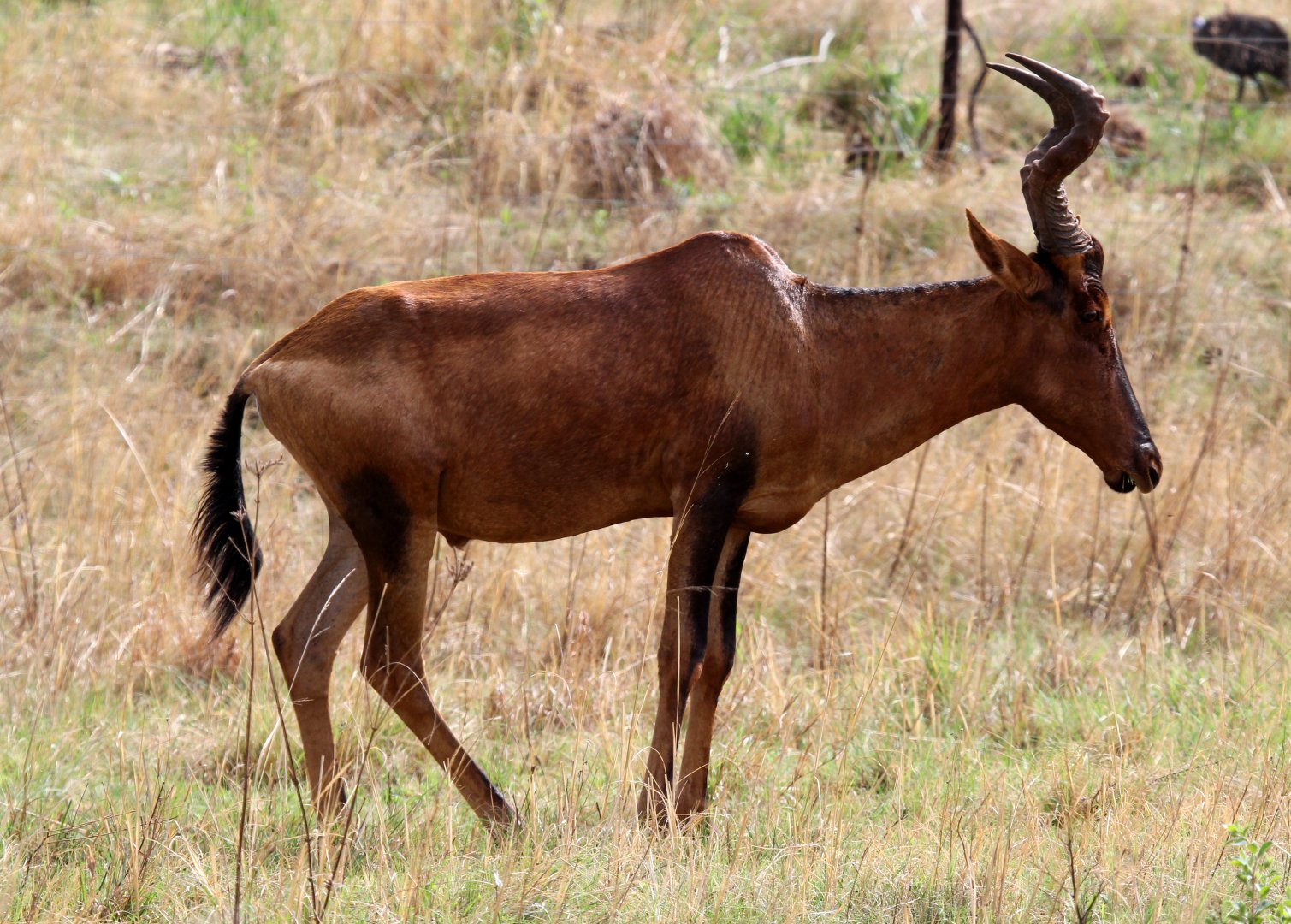 red hartebeest (Alcelaphus caama)