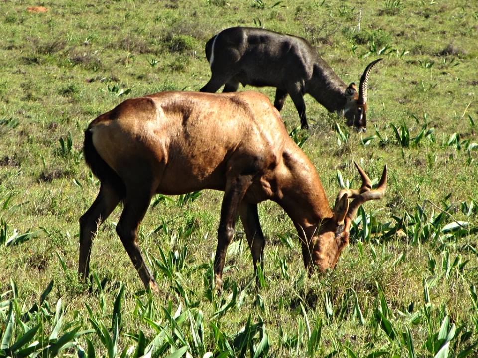 Red Hartebeest and Ellipsen Waterbuck