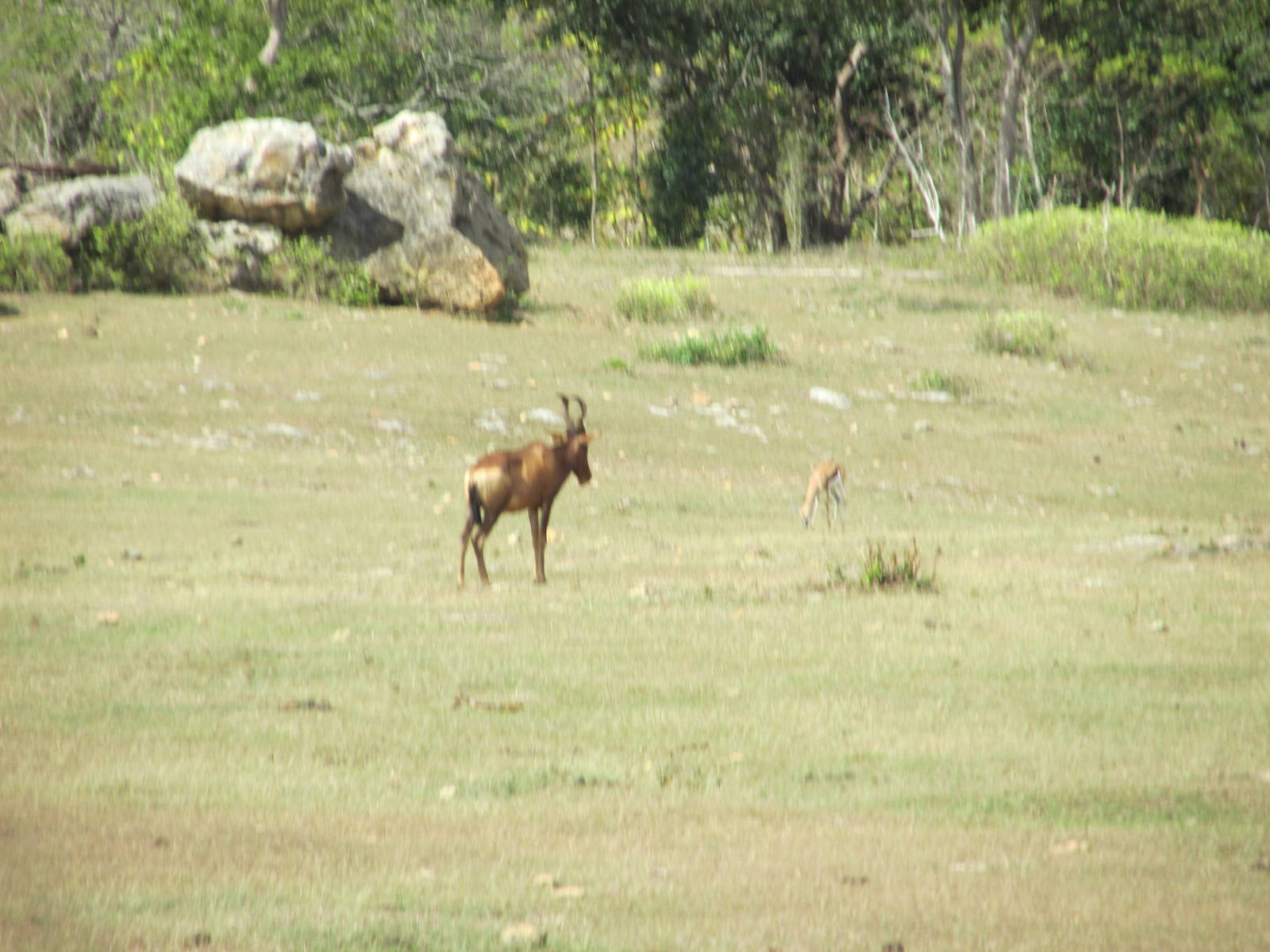 Red Hartebeest and Springbok Zoologico Nacional