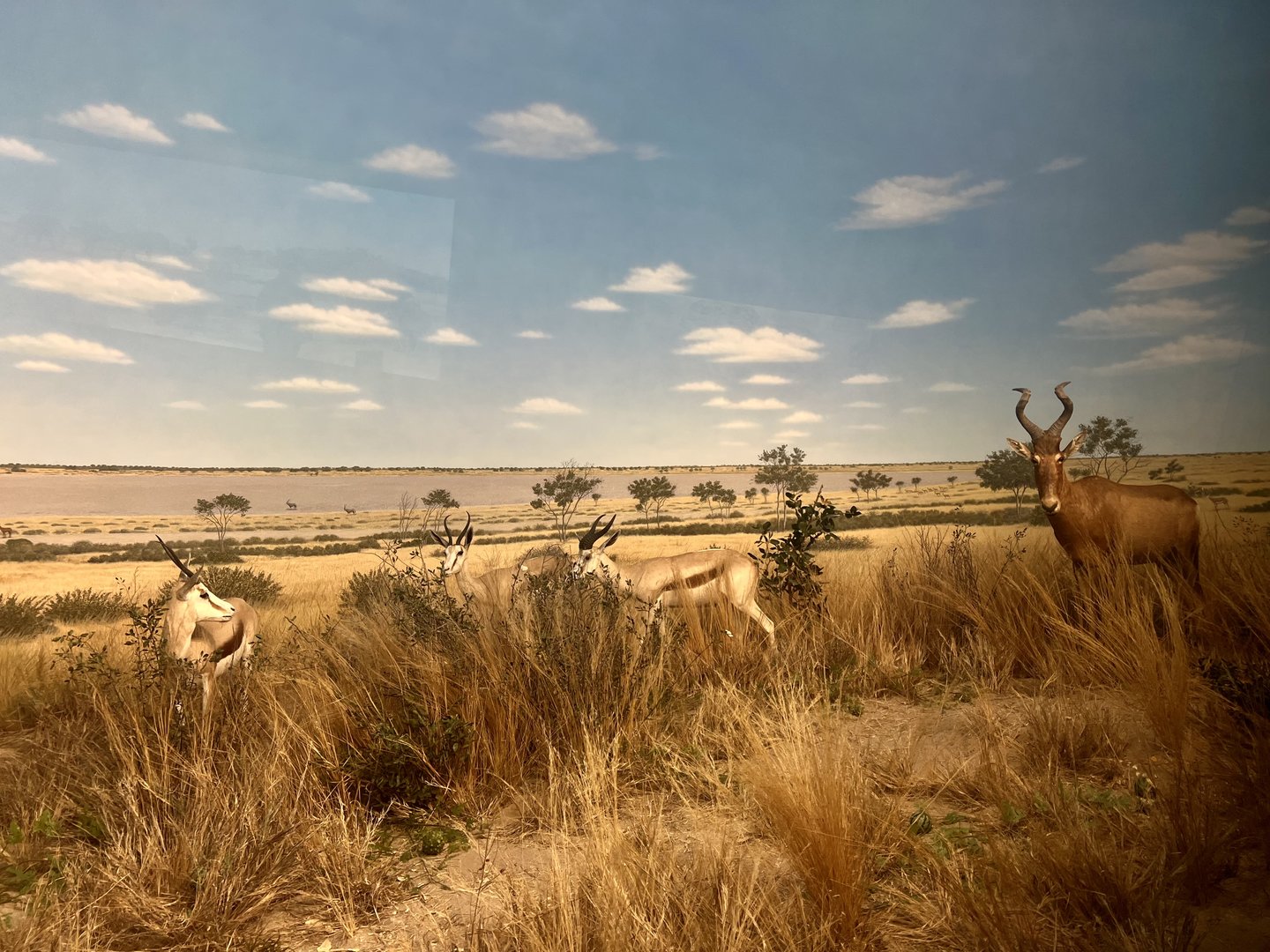 Red Hartebeest and Springbok