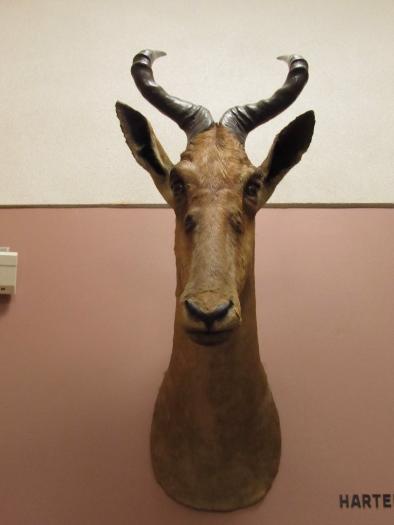 Red Hartebeest Front