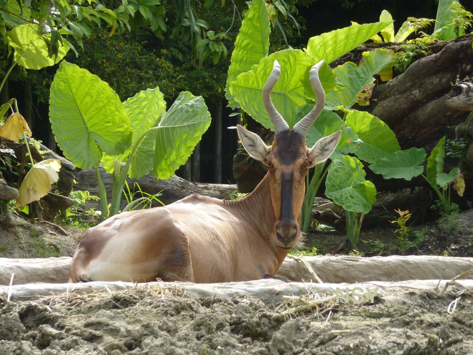 Red hartebeest, May 2013