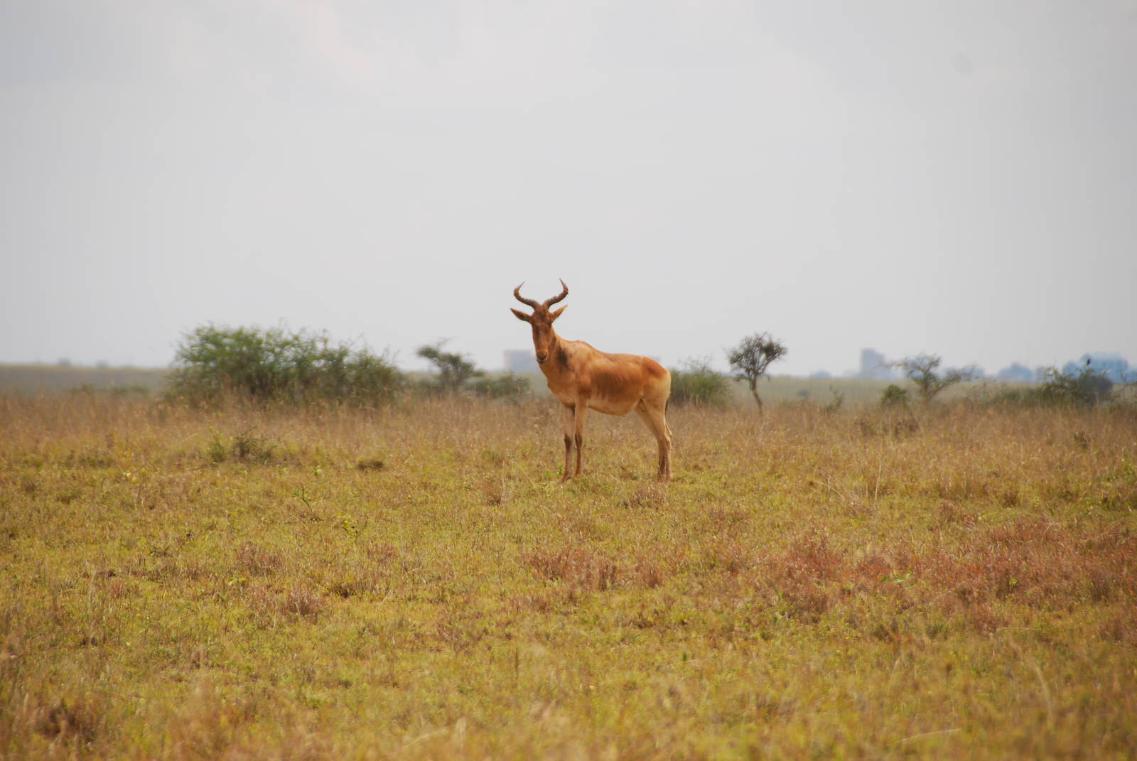 Red Hartebeest - Nairobi National Park