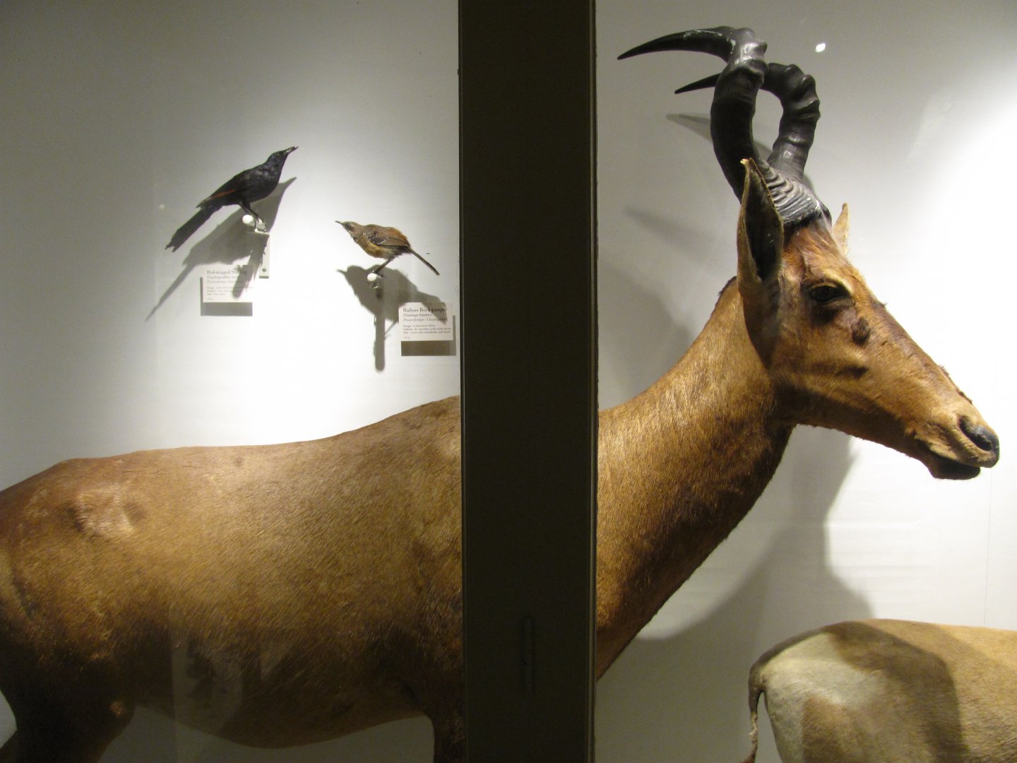 Red Hartebeest, Rufous Rock Jumper & Red Winged Starling