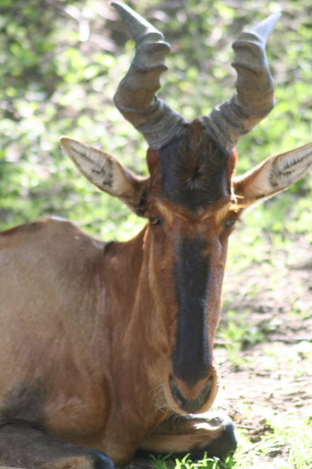 Red Hartebeest