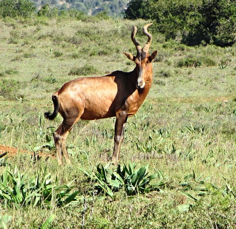 Red Hartebeest