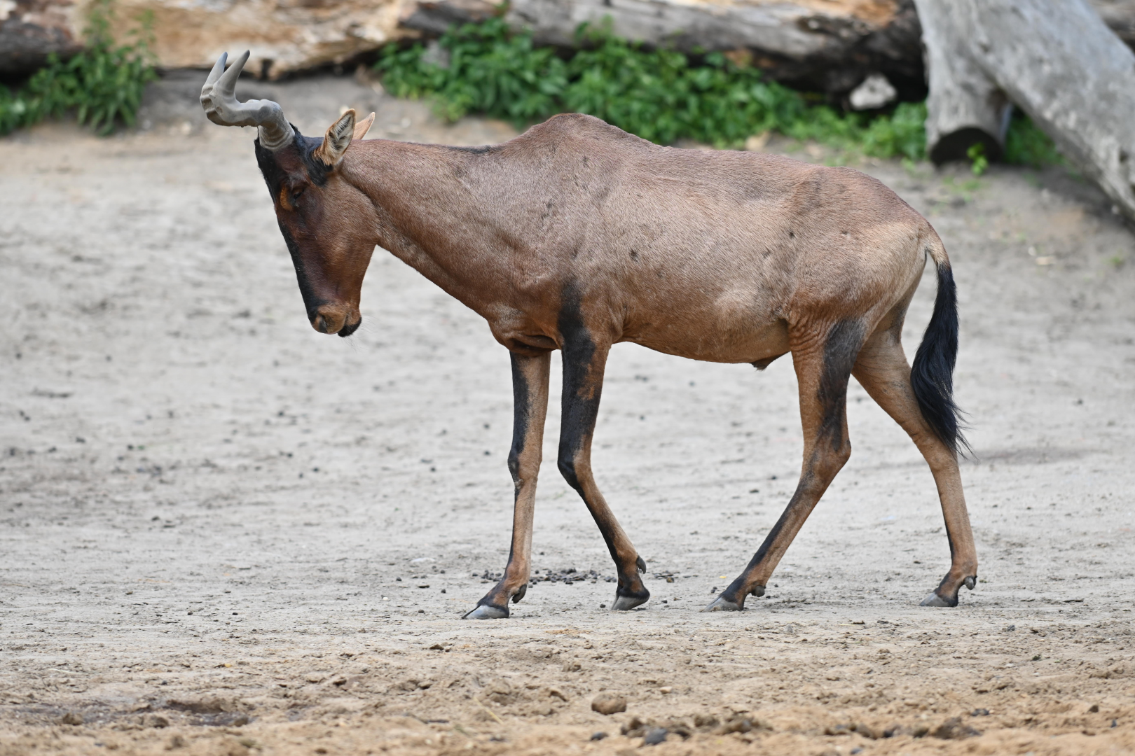 Red hartebeest