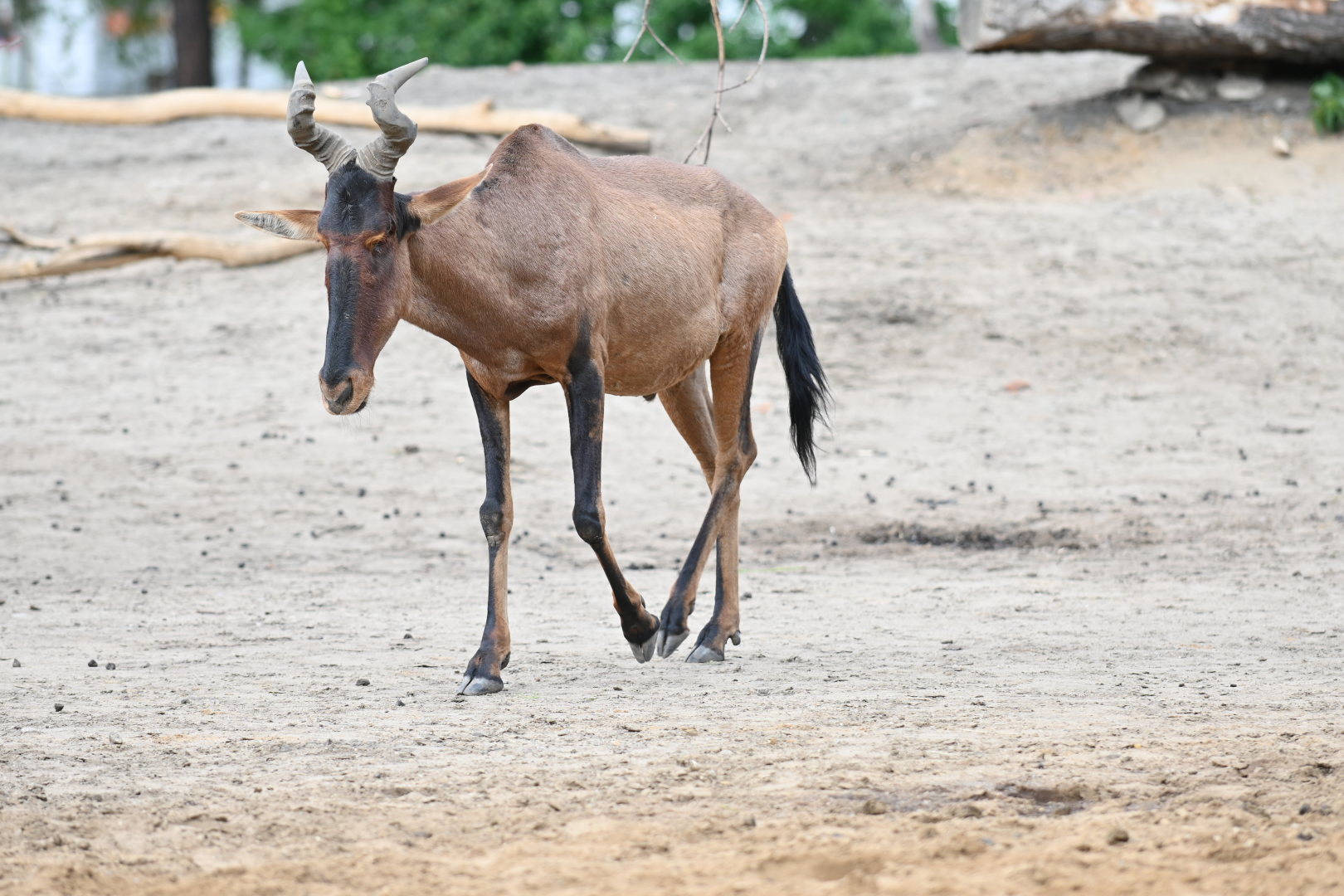 Red hartebeest