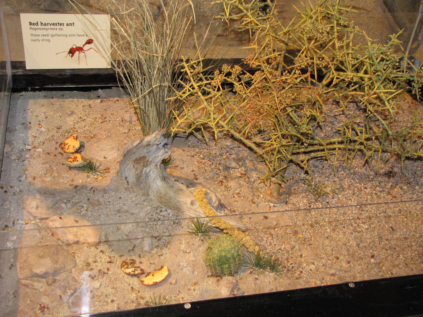 Red Harvester Ants - Desert Zone