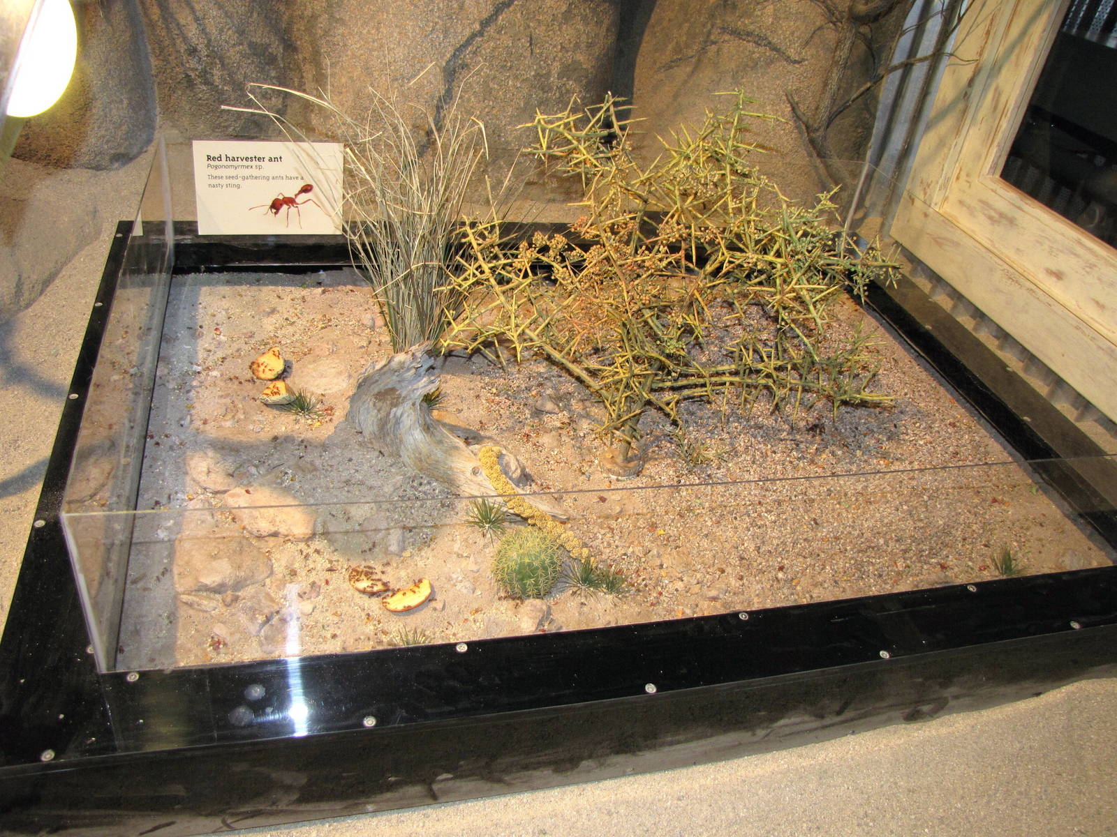 Red Harvester Ants - Desert Zone