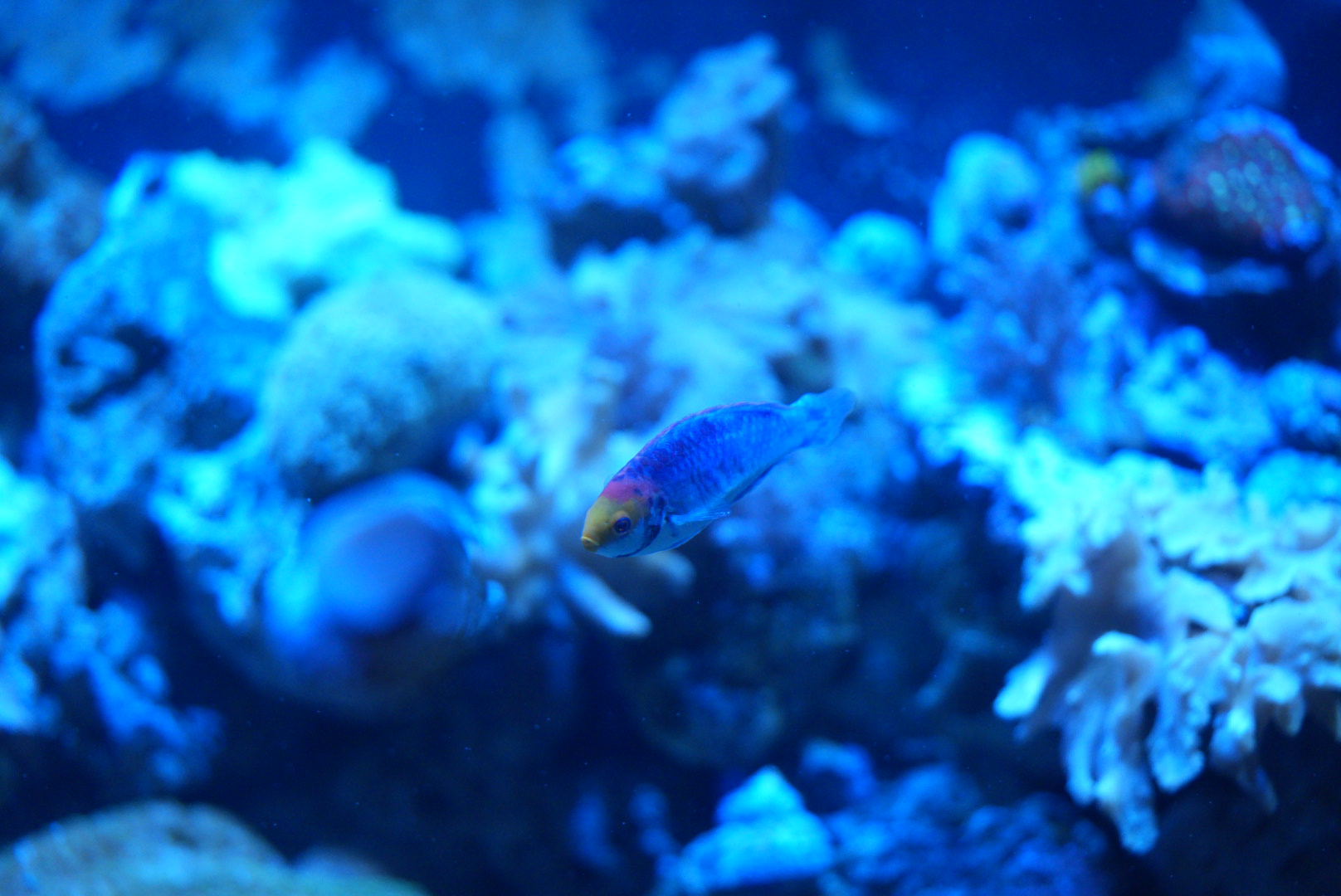 Red Head Solon Fairy Wrasse