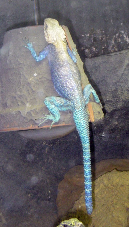 Red-headed Agama (Agama agama)