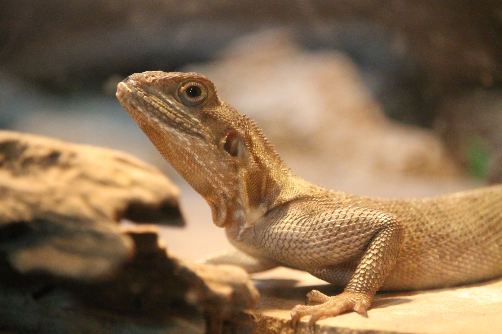 Red-headed Agama (Agama agama)