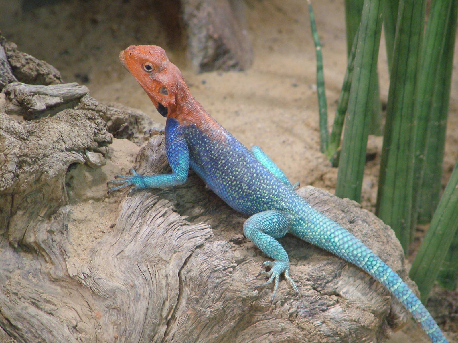 Red-headed Agama at Halle, 04/09/11