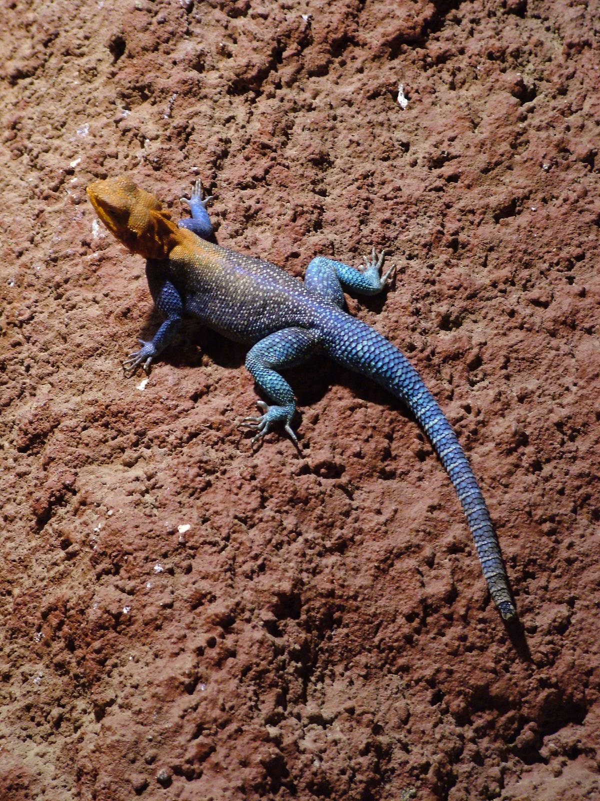 Red-headed Agama at Prague Terrarium, 26/08/12