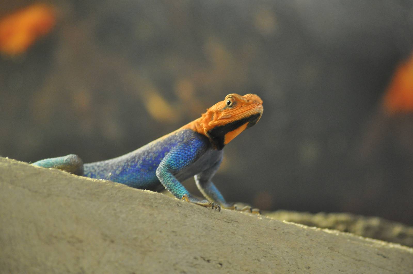 Red-headed Agama