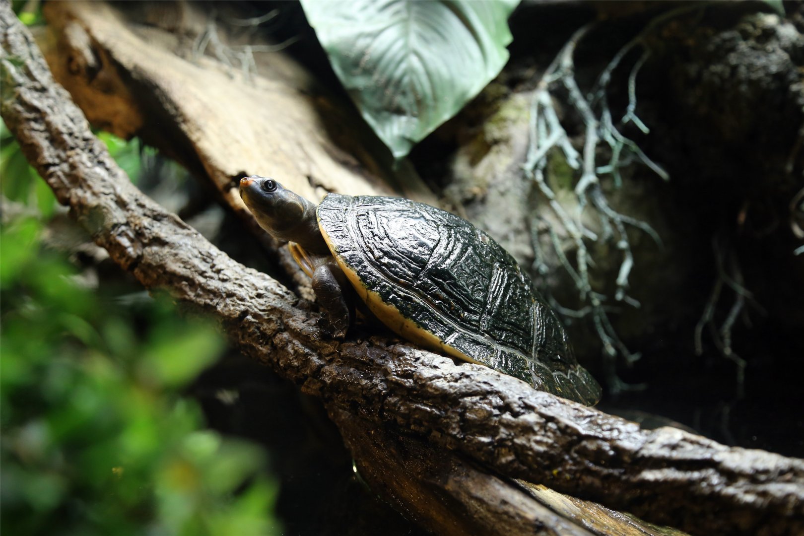 Red-headed Amazon River turtle (Podocnemis erythrocephala)