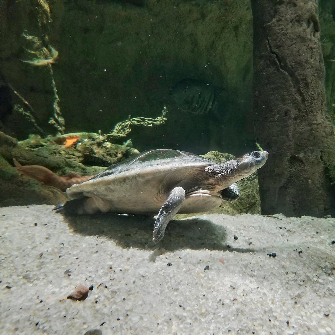 Red-Headed Amazon River Turtle (Podocnemis erythrocephala)