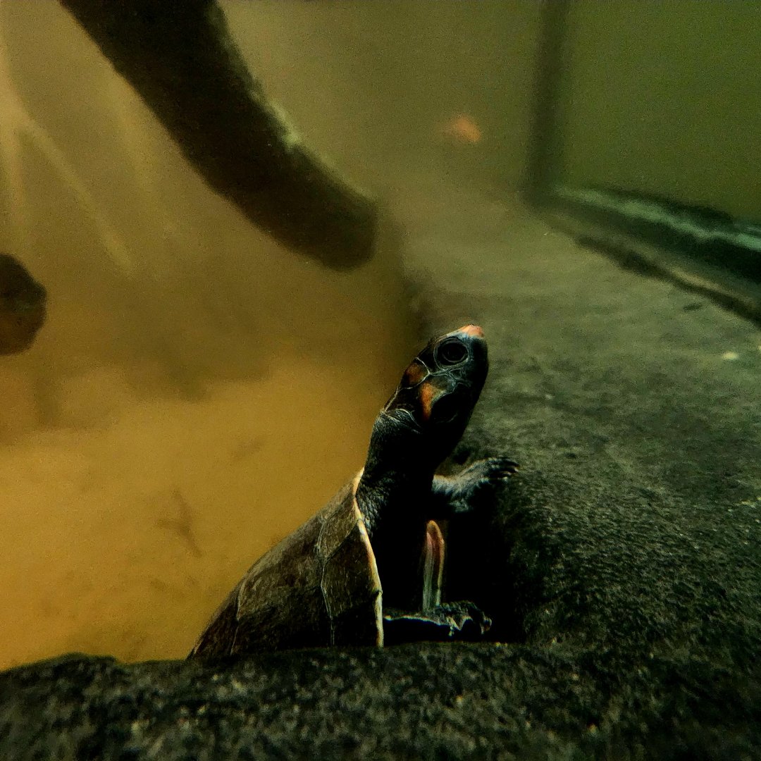 Red-Headed Amazon River Turtle (Podocnemis erythrocephala)