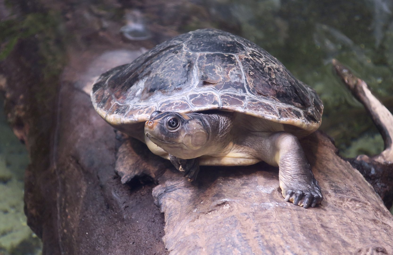 Red-Headed Amazon River Turtle (Podocnemis erythrocephala)
