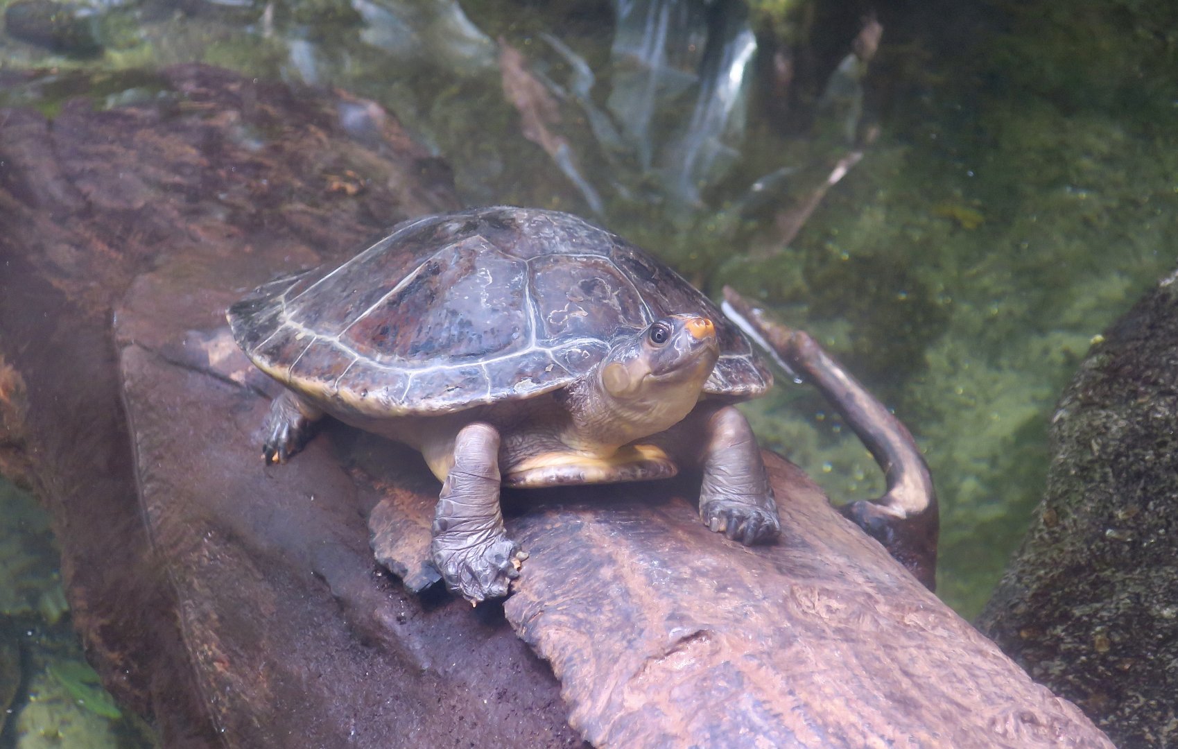 Red-Headed Amazon River Turtle (Podocnemis erythrocephala)