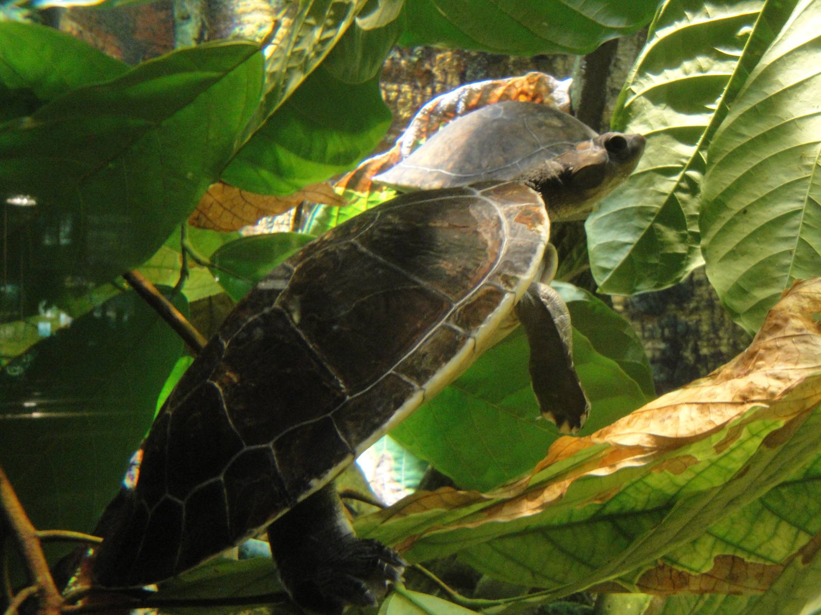 Red-headed Amazon River Turtle