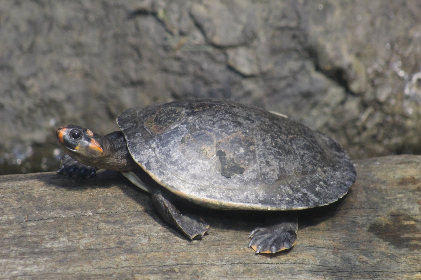Red-Headed Amazon River Turtle