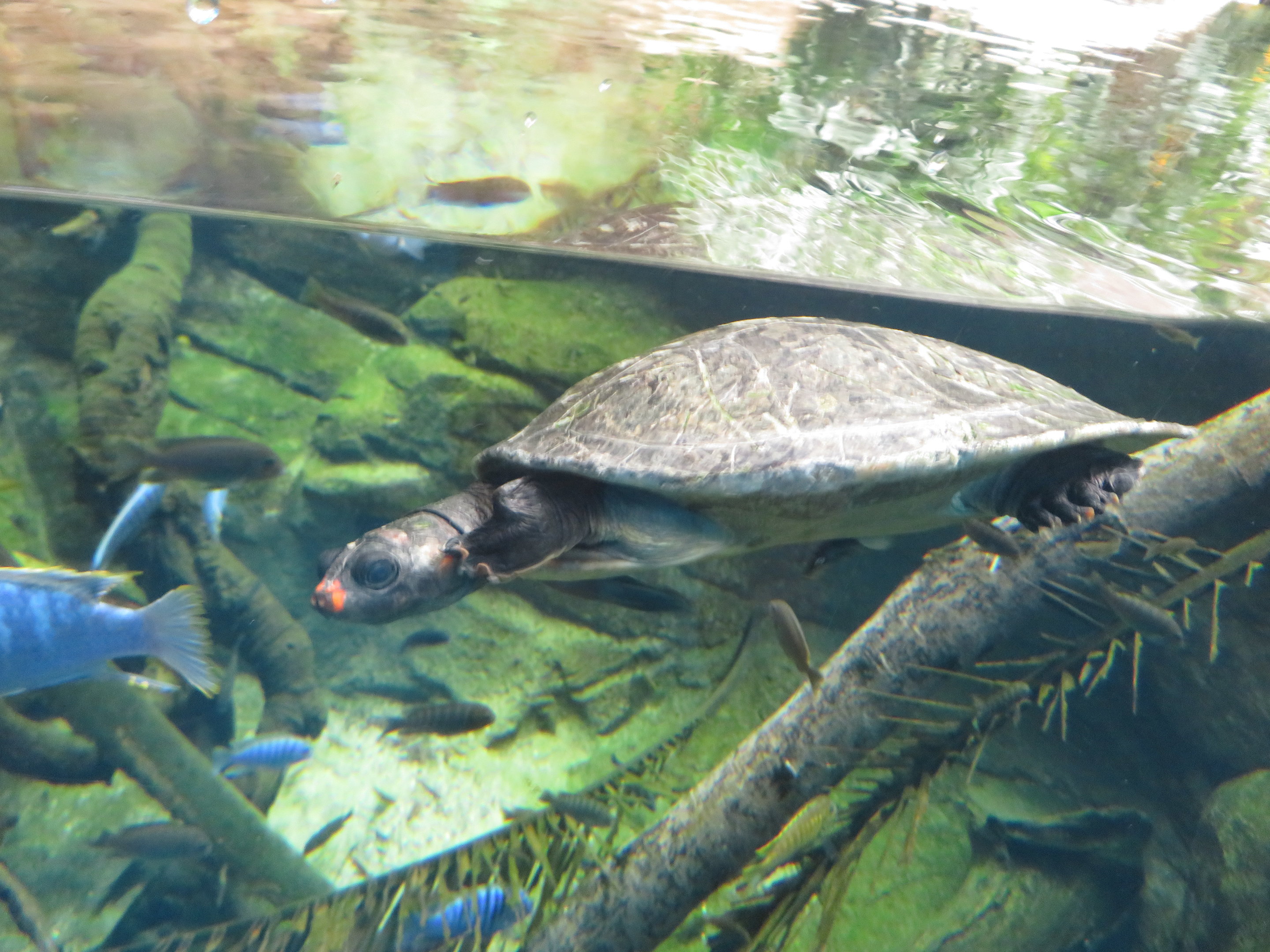 Red-headed Amazon River Turtle