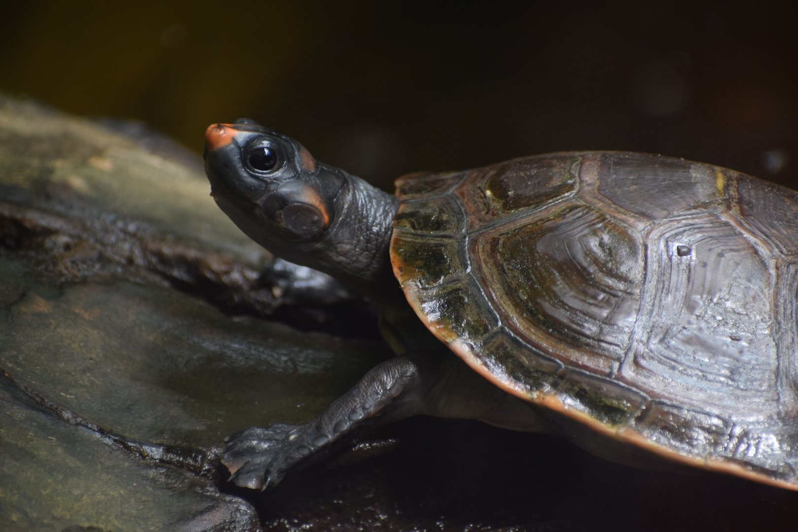 Red-headed amazon river turtle