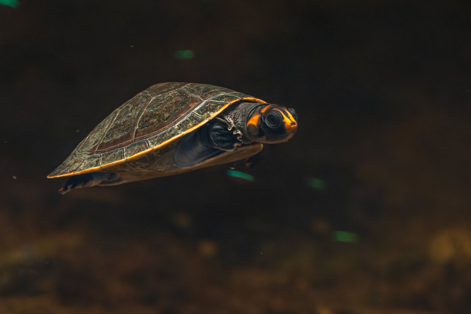 Red-headed amazon side-necked turtle (Podocnemis erythrocephala) - only in Vienna!