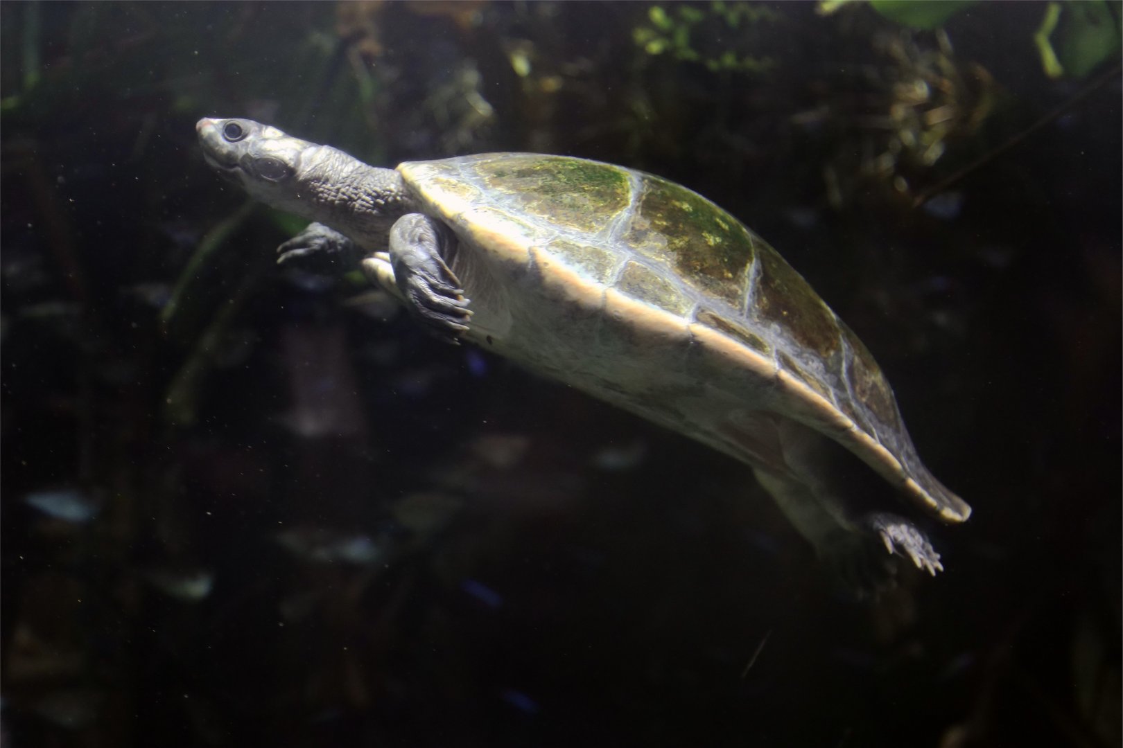 Red-headed Amazon Side-necked Turtle (Podocnemis erythrocephala)