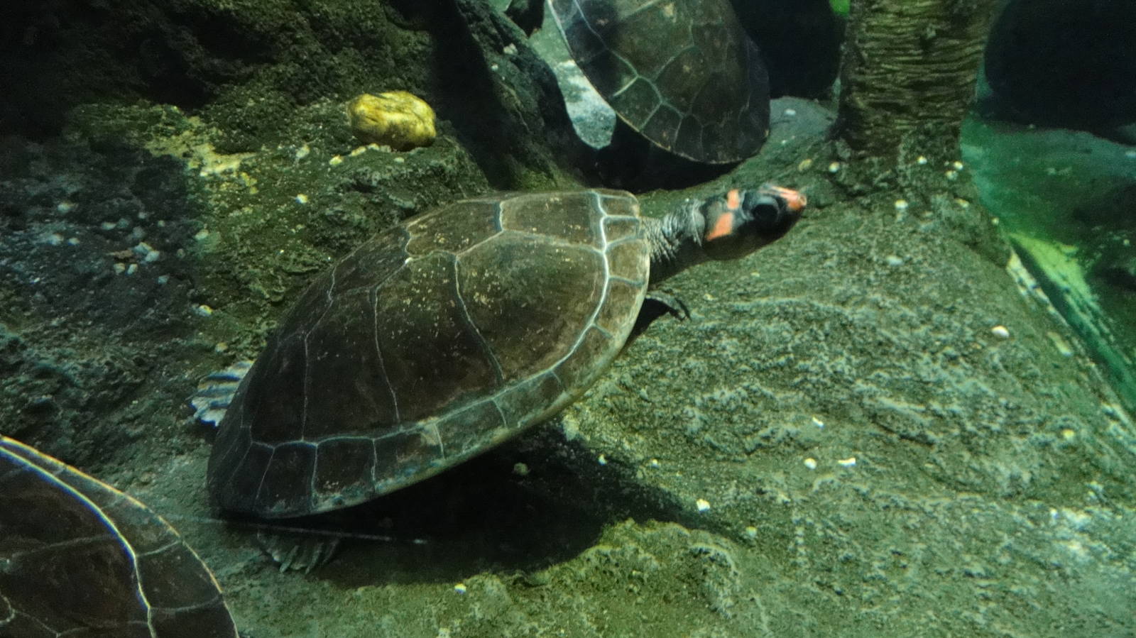 Red-headed amazon sideneck at Bronx zoo 2014-12-29