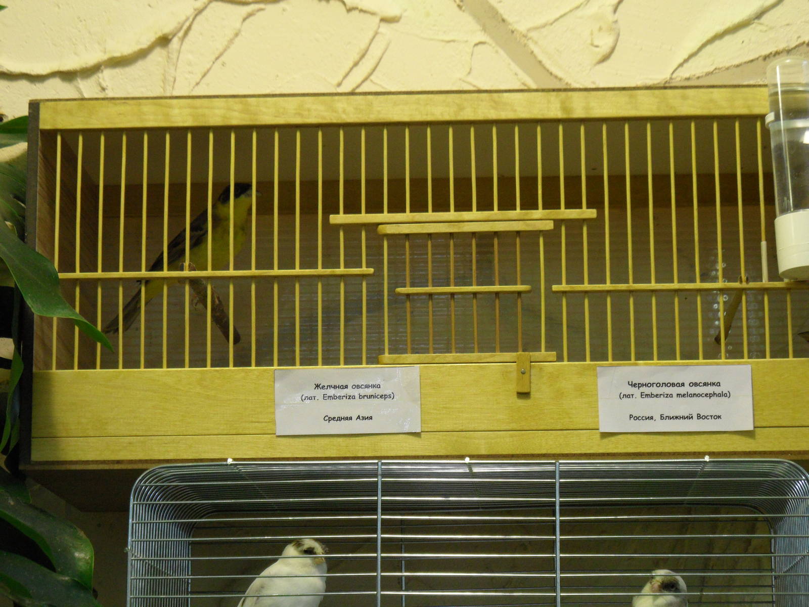 Red-headed and Black-headed buntings