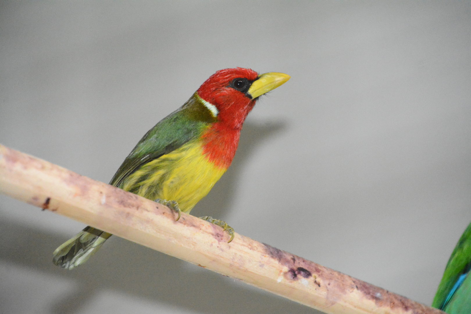 Red-headed barbet (Eubucco bourcierii aequatorialis)