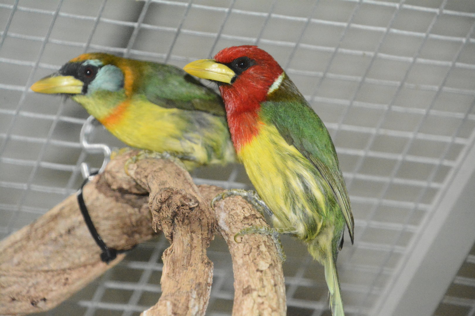 Red-headed barbet (Eubucco bourcierii aequatorialis)