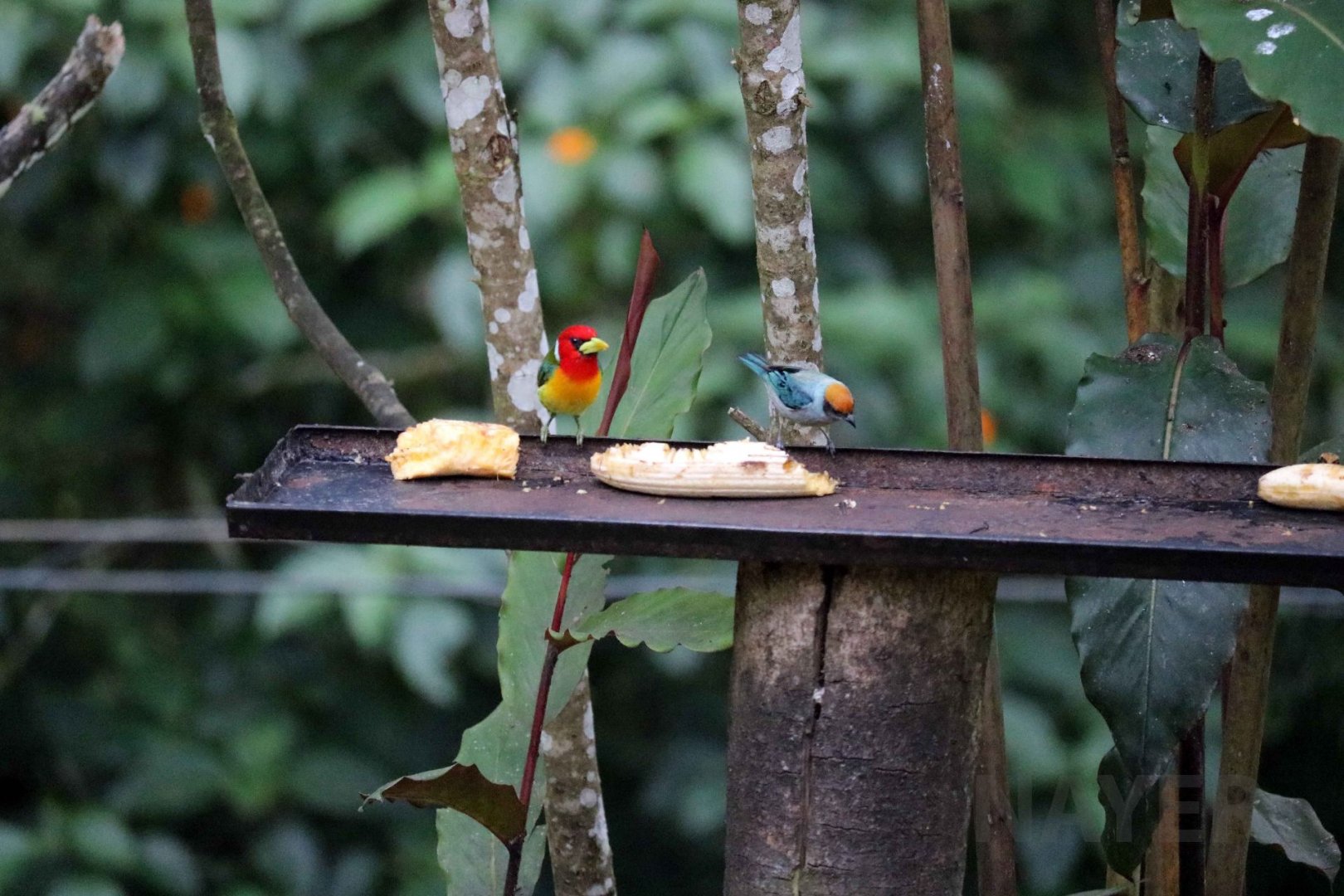 Red-headed barbet & scrub tanager, May 2016