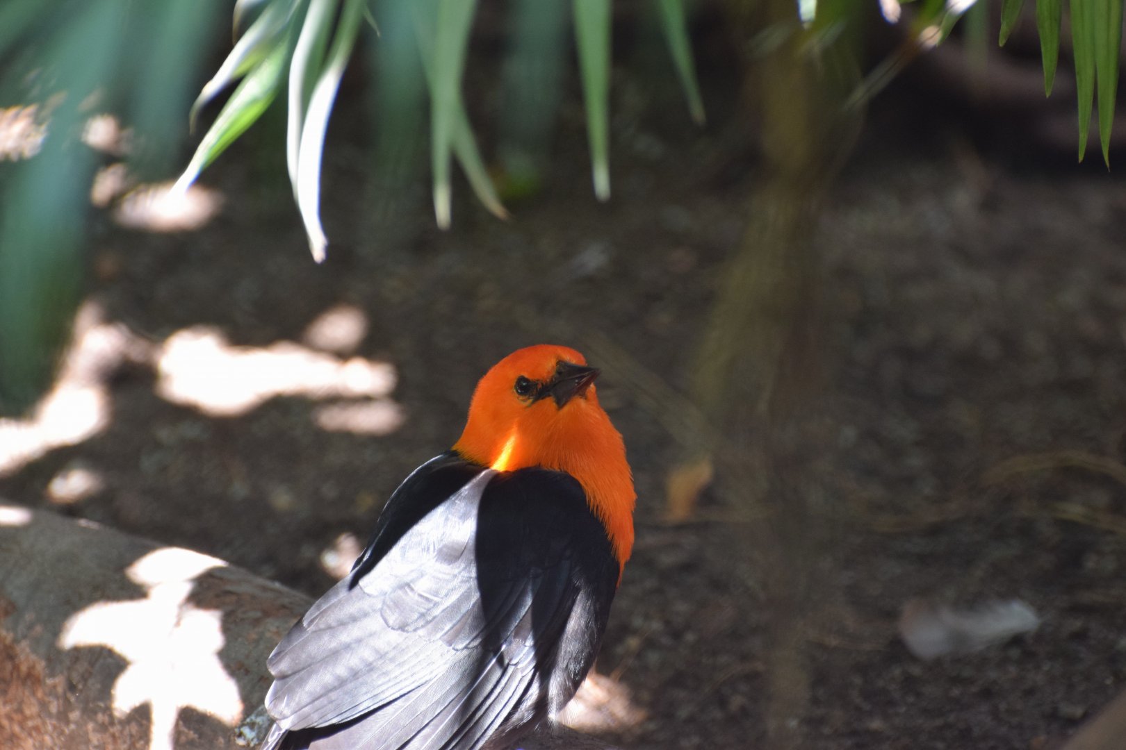 Red-headed blackbird