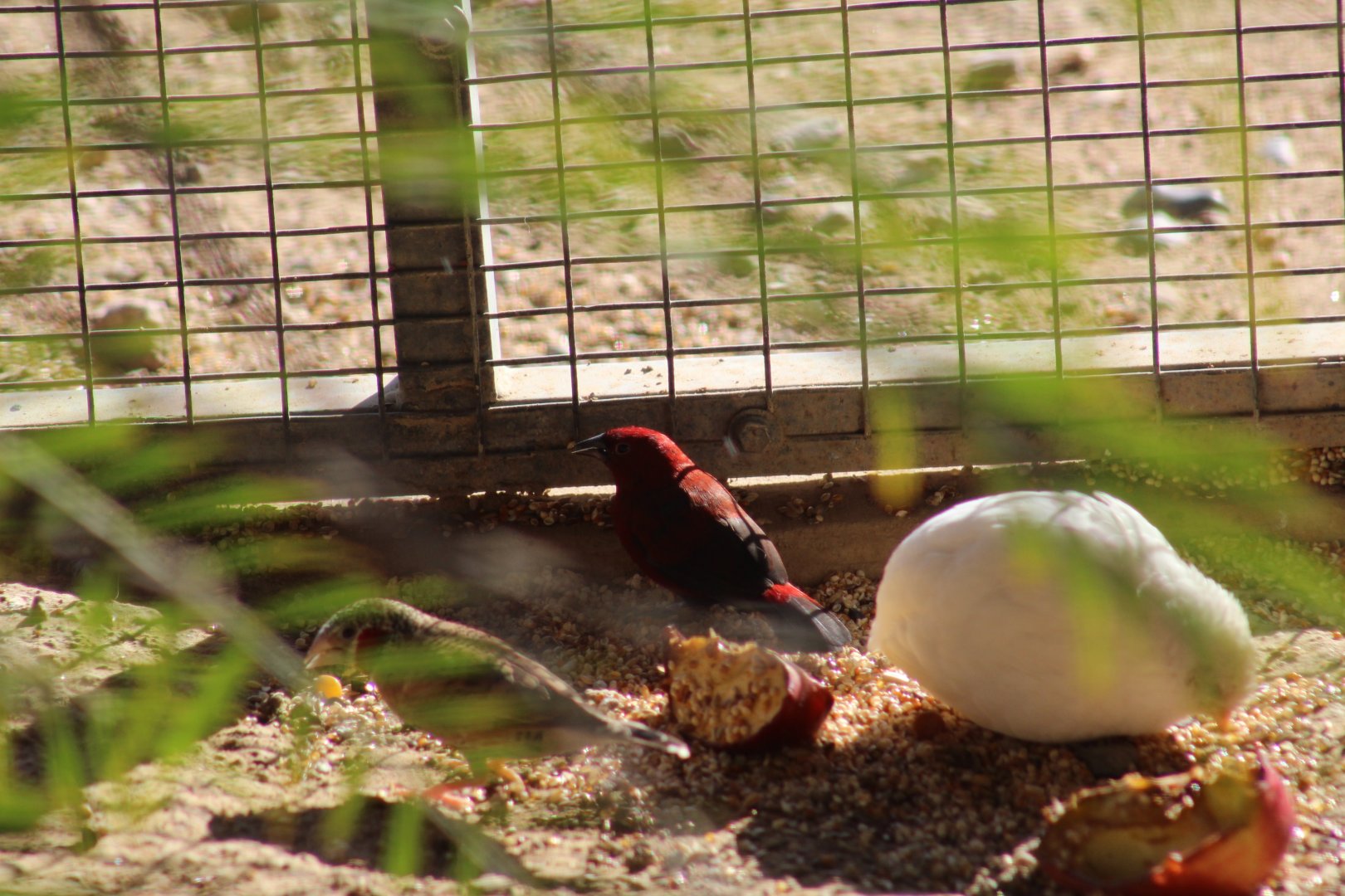 Red-Headed Bluebill or Crimson Seedcracker?