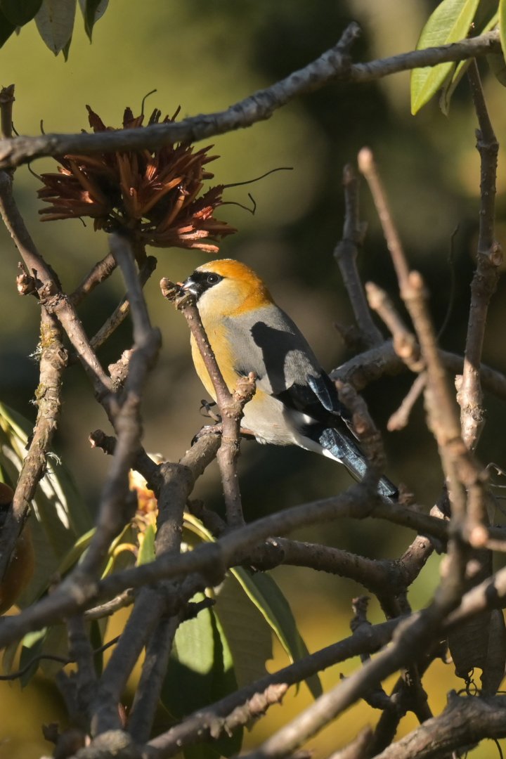 Red-headed Bullfinch Pyrrhula erythrocephala