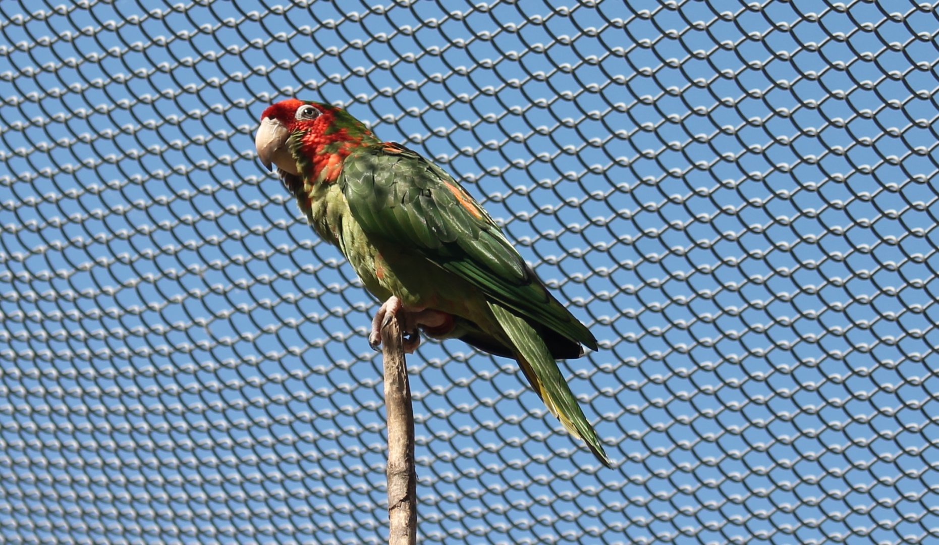 Red-headed conure