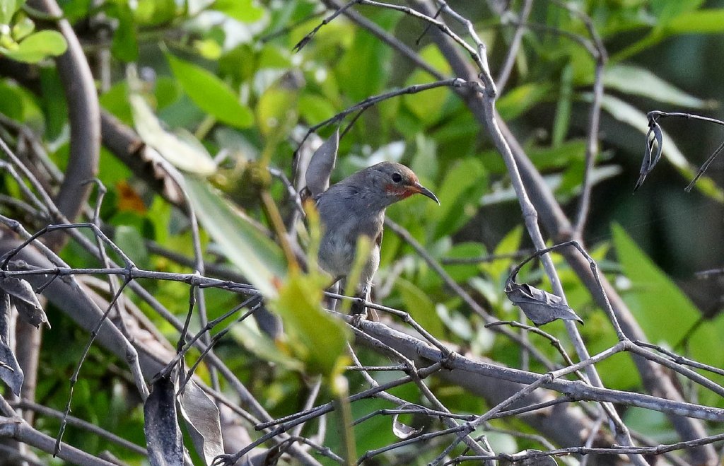 Red-headed Honeyeater female